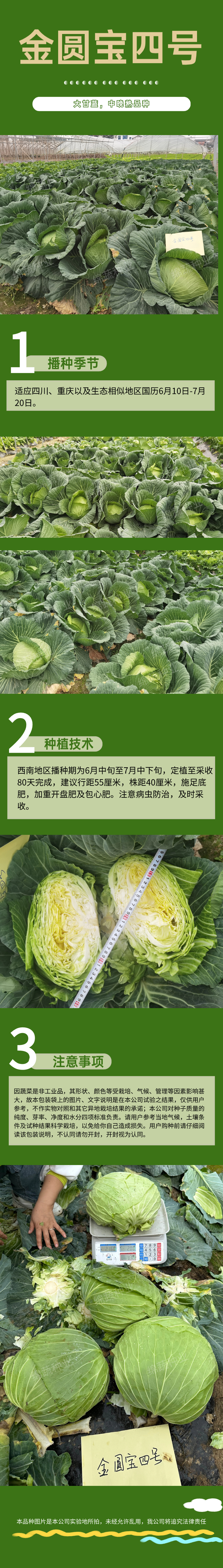 金圆宝四号(1).jpg
