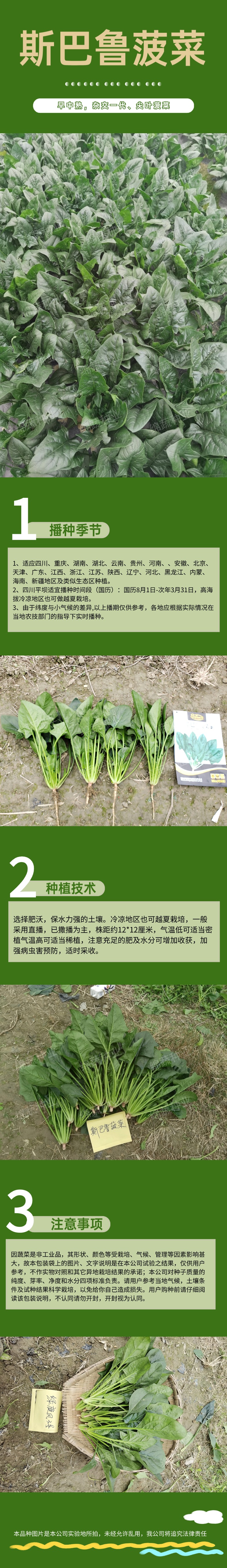 斯巴鲁菠菜.jpg