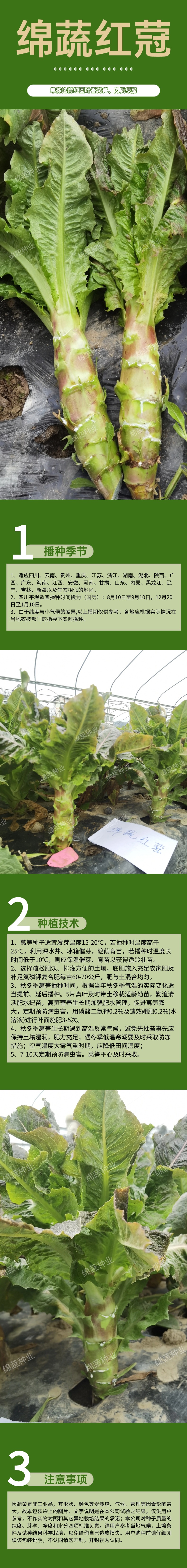绵蔬红蒄.jpg