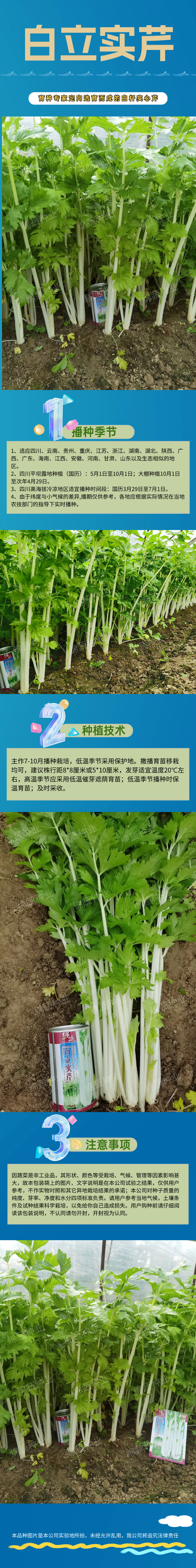 白立实芹.jpg