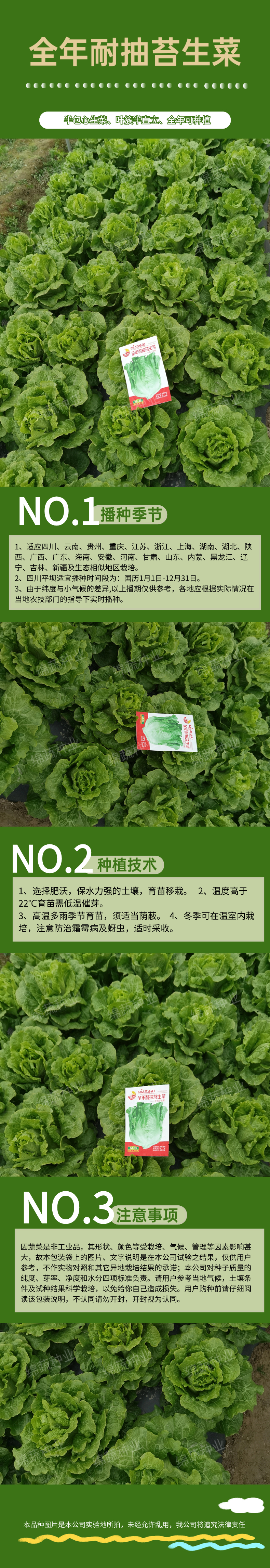 全年耐抽薹生菜.jpg