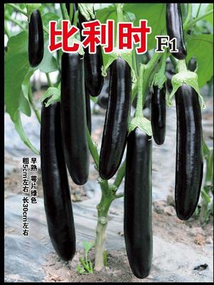 23 &nbsp;&nbsp;比利时