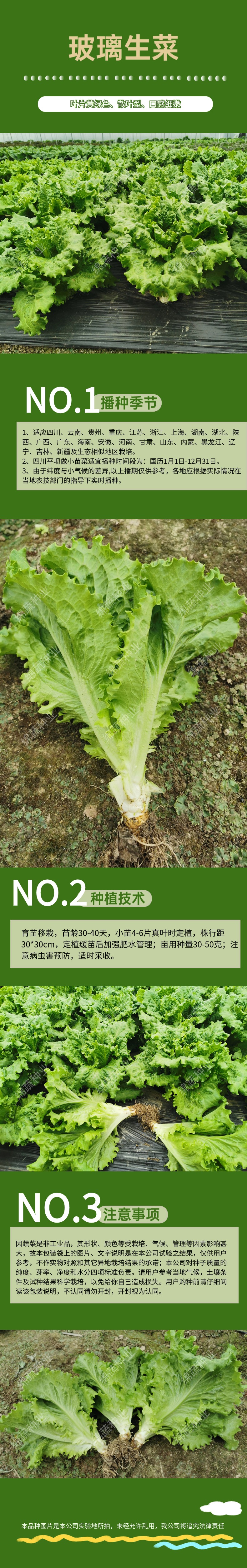 玻璃生菜.jpg