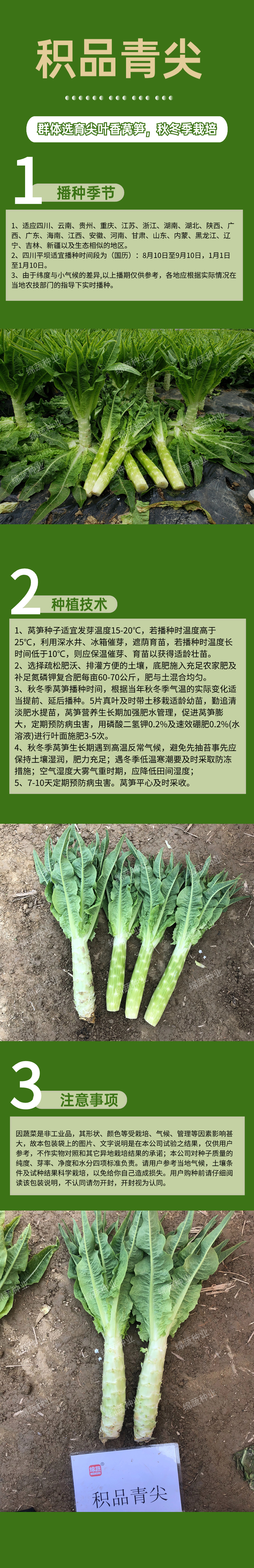 积品青尖.jpg