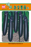 杂交墨茄
