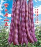 15   紫色老山豆