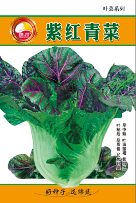 23      紫红青菜