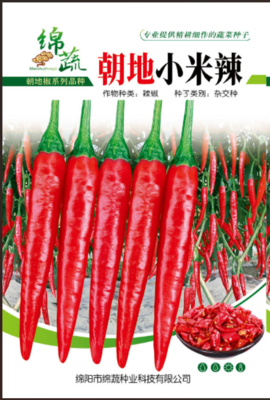 朝地小米辣