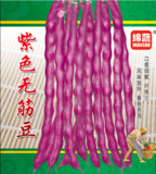 16   紫色无筋豆