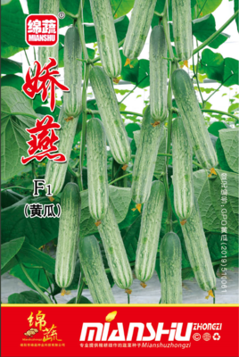 3 &nbsp;&nbsp;娇燕黄瓜
